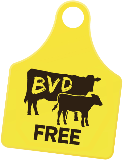 BVD Free Cattle